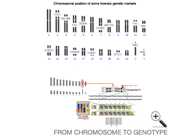 From chromosome to genotype