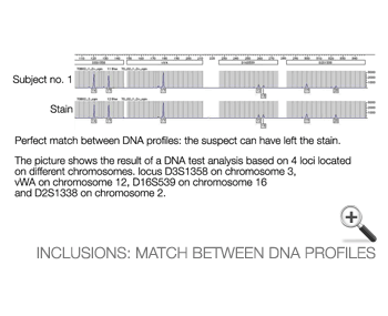 Inclusions: match between DNA profiles